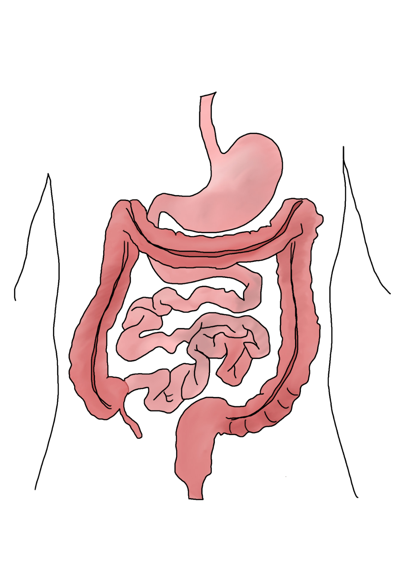 Fellow's drawing of the digestive tract within the torso showing the stomach, small intestine and colon