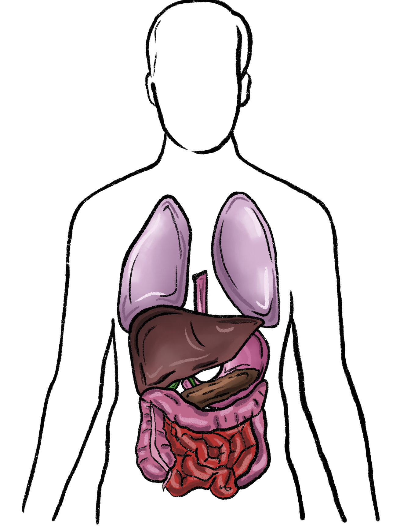 Fellow's drawing of the torso with lungs, liver, stomach, pancreas and intestines