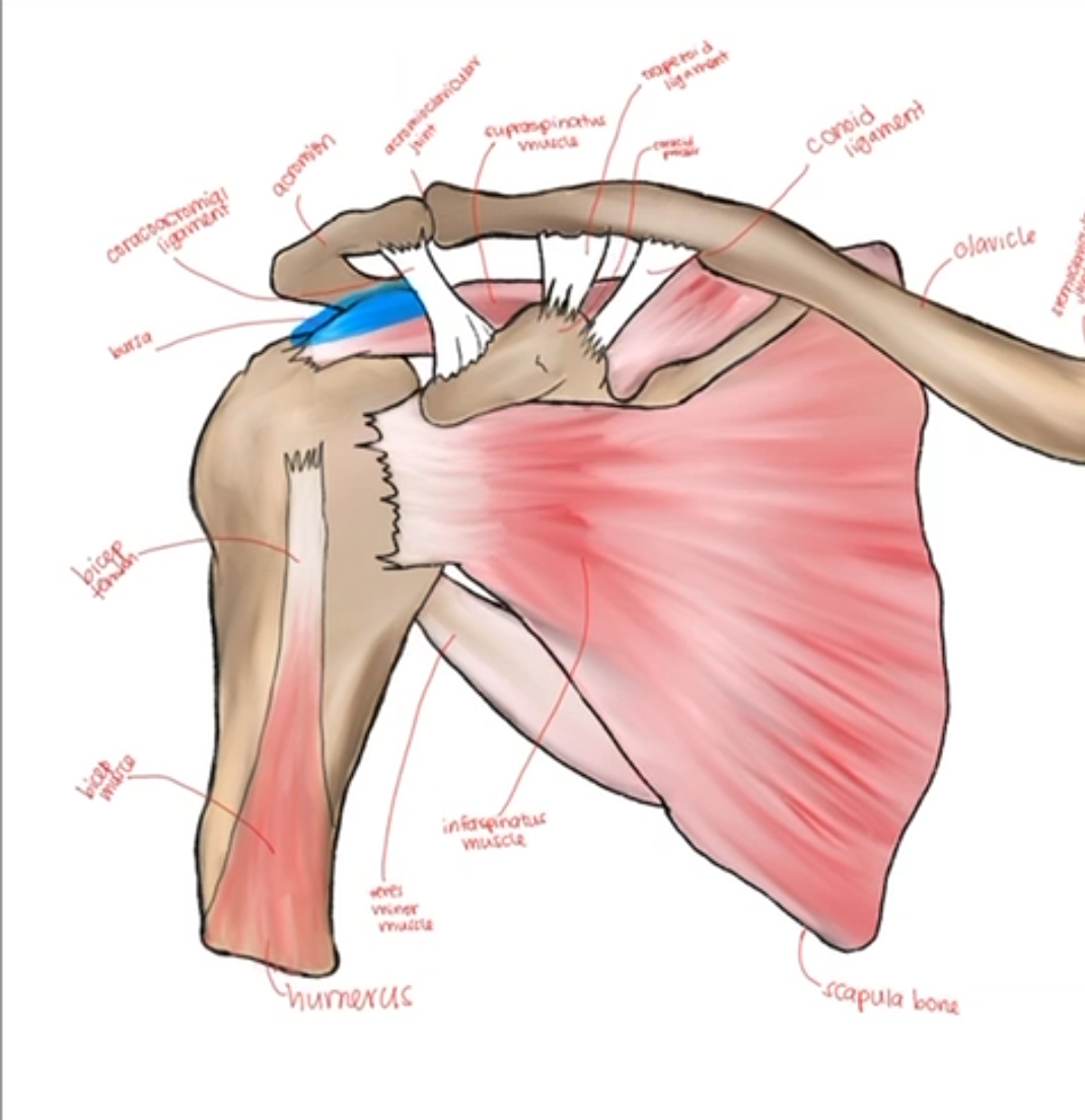 Fellow's fully labelled drawing of shoulder anatomy including rotator cuff muscles, ligaments and bursa